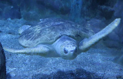 Voluntariado Costa Rica animales y tortugas