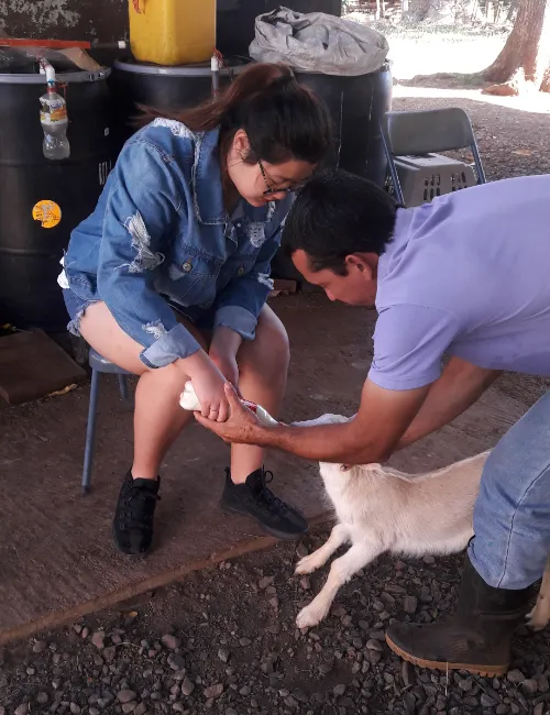 Voluntariado en Costa Rica con animales de ganado
