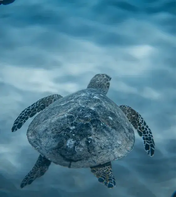 Voluntariado conservación tortugas Zanzíbar