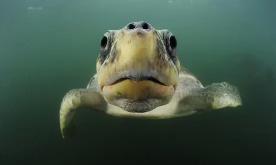 Voluntariado en Zanzíbar tortuga golfina