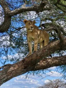 Recomendaciones safari Tanzania