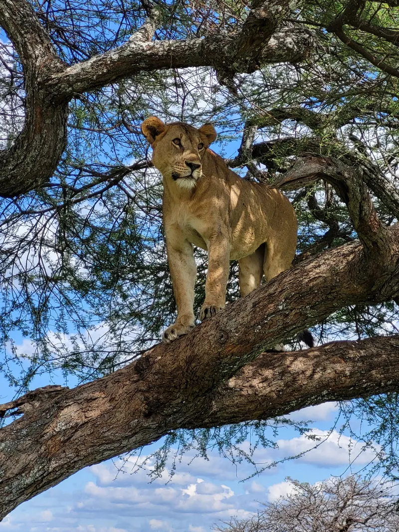 Recomendaciones safari Tanzania
