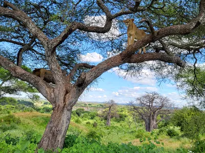 Voluntariado internacional Tanzania