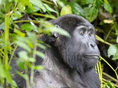 Voluntariado internacional Uganda